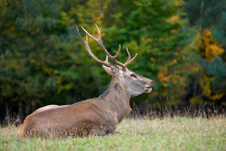 Portrait of majestic powerful adult red deer stag in the natural environmentの写真素材