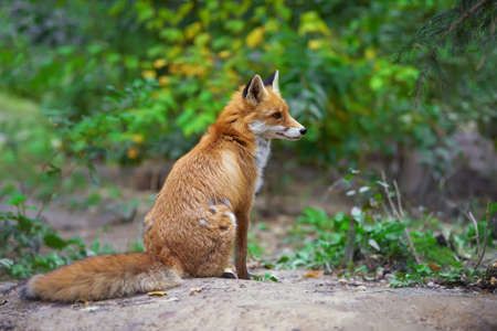 Portrait of a red fox (Vulpes vulpes) in the natural environmentの写真素材