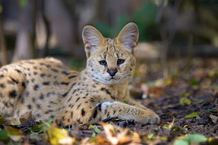 Close young serval cat (Felis serval)の写真素材