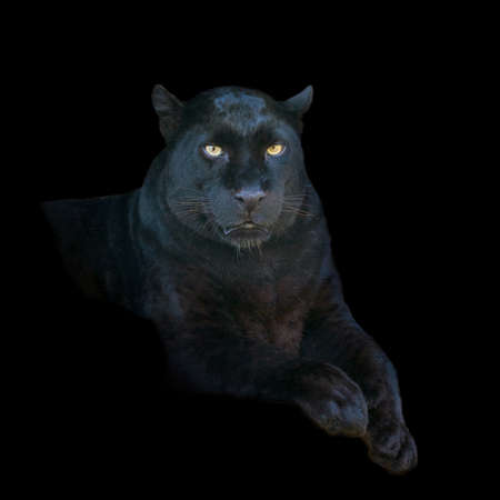 Portrait black leopard on dark backgroundの写真素材
