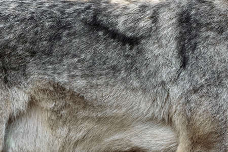 Close real texture of silver wolf furの写真素材