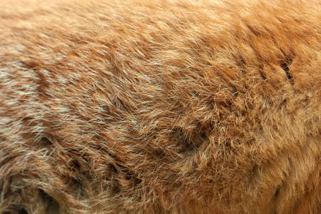Close real texture of red fox furの写真素材