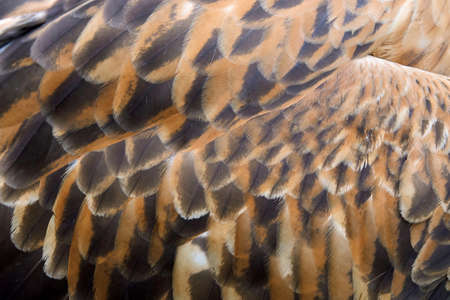 Closeup texture of brown eagle feathersの写真素材