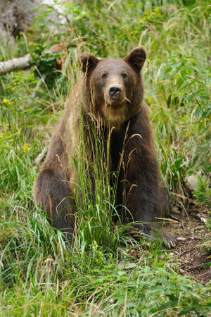Big brown bear in the forest in the summerの写真素材