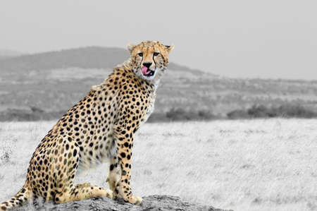 Wild african cheetah, beautiful mammal animal. Africa, Kenya. Black and white photography with color cheetahの写真素材