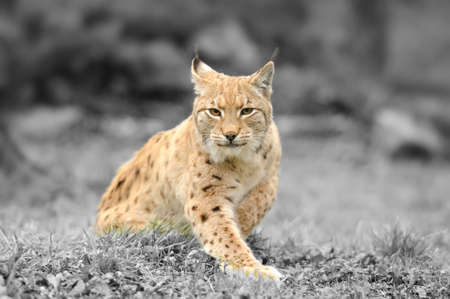 Young lynx. Black and white photography with color lynxの写真素材