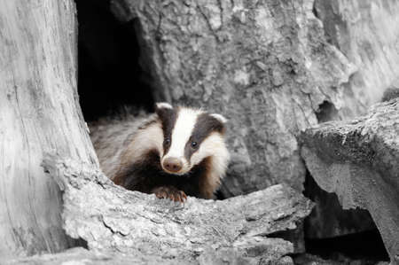 Badger near its burrow in the forest. Black and white photography with color badgerの写真素材