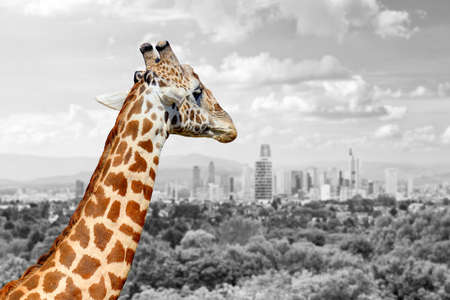 Panoramic view from a lonely giraffe with the city of on the background. Black and white photography with color giraffeの写真素材