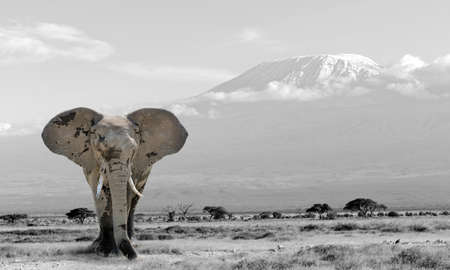 Elephant in the national park in Kenya. Black and white photography with color elephantの写真素材