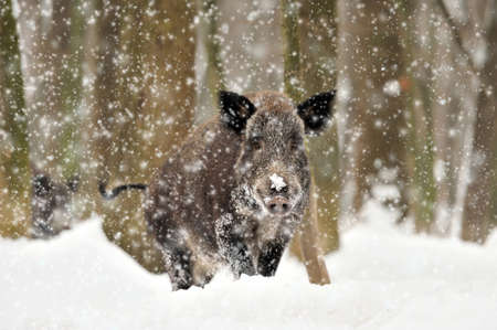 Wild boar in winter forestの写真素材