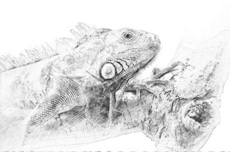 Iguana. Black and white sketch with pencilの写真素材