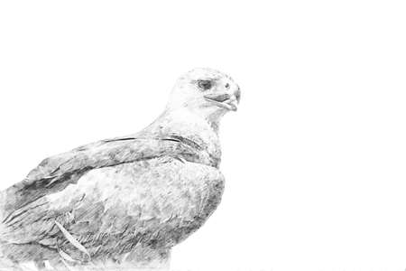 Eagle. Black and white sketch with pencilの写真素材