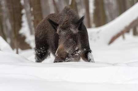 Wild boar, Sus scrofa, forest wild animal in the nature habitatの写真素材