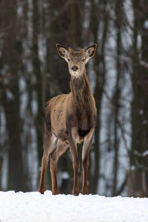 Young female doe deer in winter forest