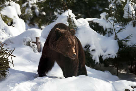 Close wild big brown bear in winter forest