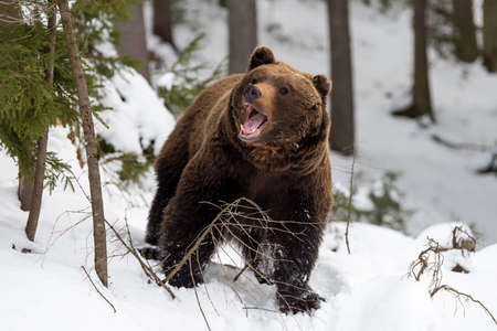 Close wild big brown bear in winter forestの写真素材