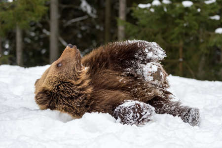 Wild brown bear cub closeup in winter forestの写真素材