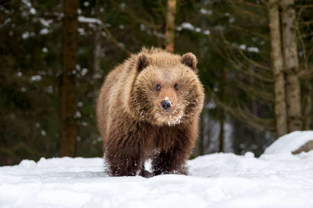 Wild brown bear cub closeup in winter forestの写真素材