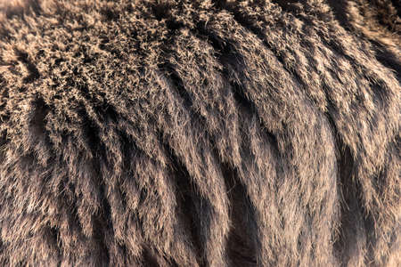 Close real brown bear fur textureの写真素材