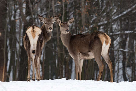 Young female doe deer in winter forestの写真素材