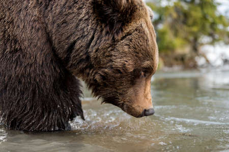 Close wild big brown bear near a forest lakeの写真素材