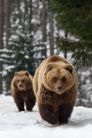 Bears family goes through the winter forestの写真素材