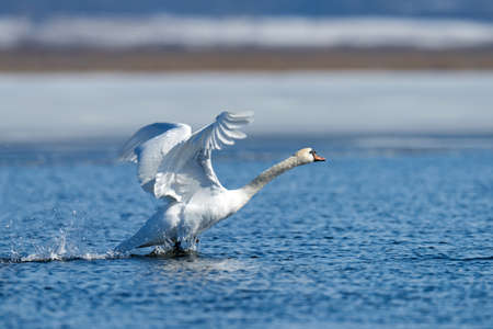 Swan taking flight on spring blue lakeの写真素材