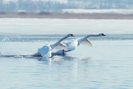 Swan taking flight on spring blue lakeの写真素材