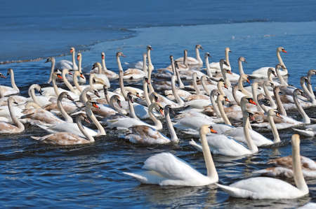 Group of white swans swimming in blue water. Cygnus olorの写真素材