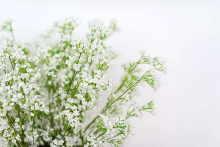 White flowers in a corner of white backgroundの写真素材