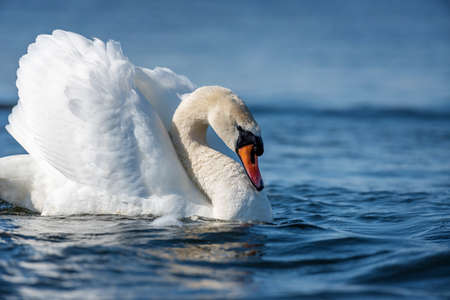 Swan on blue lake water in sunny day, swan on pondの写真素材