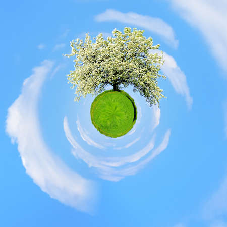 360 degree view of Single blossoming tree in spring on rural meadowの写真素材