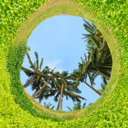 360 degree view of Palm trees on blue sky backgroundの写真素材