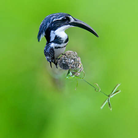 360 degree view of Pied Kingfisher on stone in Kenya, Africaの写真素材