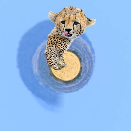 360 degree view of Wild african cheetah, beautiful mammal animal. Africa, Kenyaの写真素材