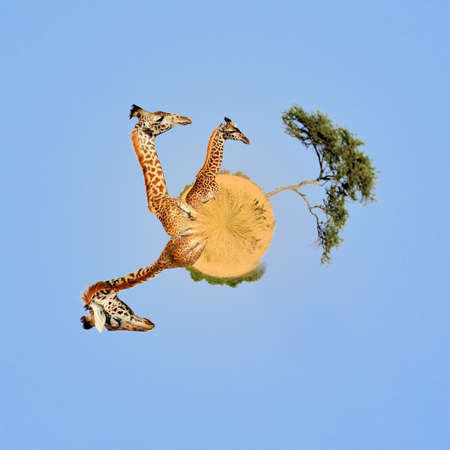 360 degree view of Giraffe in National park of Kenya, Africaの写真素材