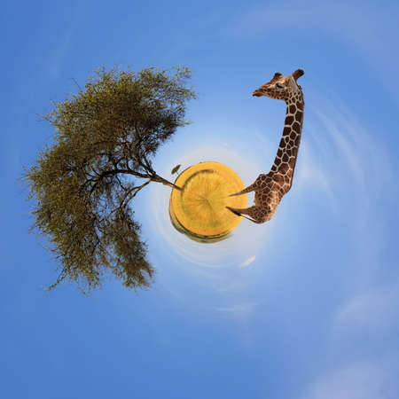360 degree view of Beautiful landscape with tree and giraffe in Africa