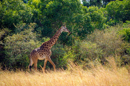 Giraffe in National park of Kenya, Africa