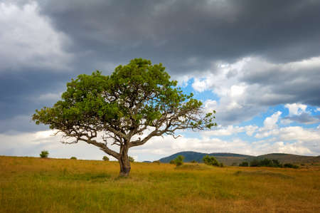 Beautiful landscape with nobody tree in Africa