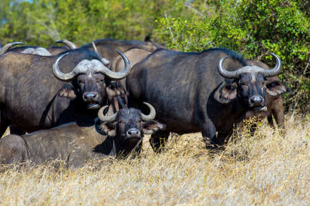 Wild African buffalo bull. Africa, Kenya
