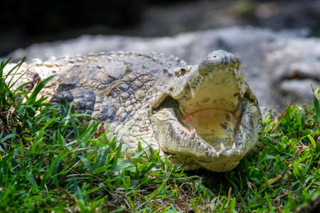 Big crocodile in National park of Kenya, Africaの写真素材