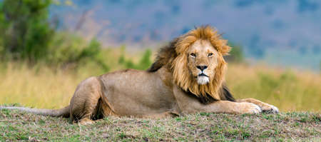 Close lion male in National park of Kenya, Africaの写真素材