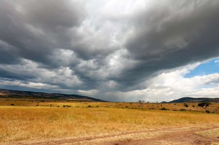 Savannah landscape in the National park of Kenya, Africaの写真素材