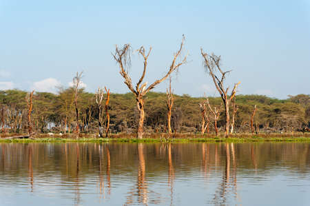 Savannah landscape with river in the National park of Kenya, Africaの写真素材