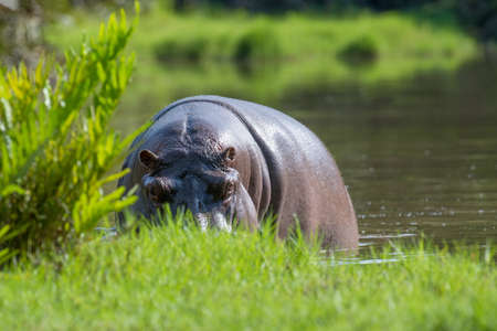 Hippo family (Hippopotamus amphibius) in the river. National park of Kenya, Africaの写真素材