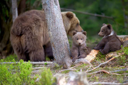 Bear with cubs (Ursus Arctos) on the summer forest