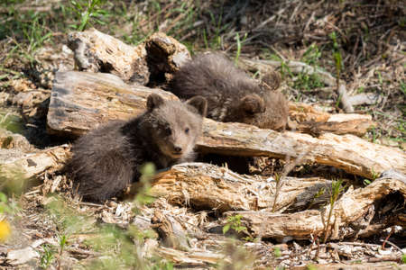Wild brown bear cub closeup in summer forestの写真素材
