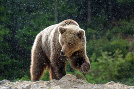 European brown bear in a forest wit rain. Wild animal in the nature habitat 