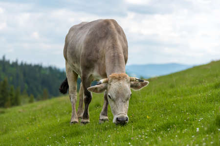 Cow grazing on meadow in mountain. Cattle on a pastureの写真素材