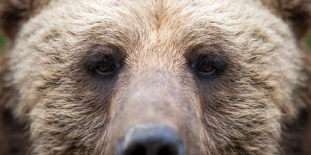 Closeup of the eye of a brown bearの写真素材